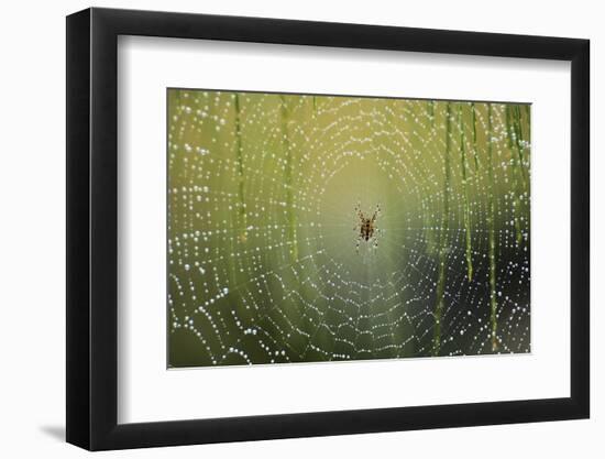 Spider on Wet Web-Peter Skinner-Framed Photographic Print