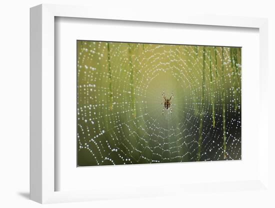 Spider on Wet Web-Peter Skinner-Framed Photographic Print