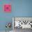 Spider, Pink Crab Spider-Belen Mena-Stretched Canvas displayed on a wall