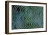 Spider's Web Vibrating in Breeze-null-Framed Photographic Print