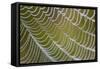 Spider's Web with Dewdrops-null-Framed Stretched Canvas