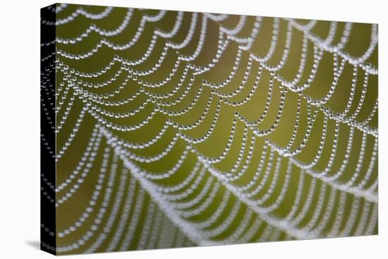 Spider's Web with Dewdrops-null-Stretched Canvas