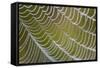 Spider's Web with Dewdrops-null-Framed Stretched Canvas