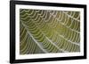 Spider's Web with Dewdrops-null-Framed Photographic Print