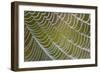 Spider's Web with Dewdrops-null-Framed Photographic Print
