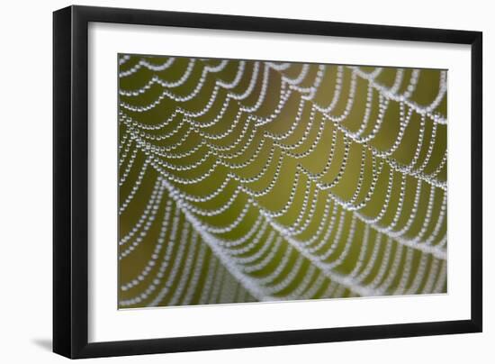 Spider's Web with Dewdrops-null-Framed Photographic Print