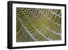 Spider's Web with Dewdrops-null-Framed Photographic Print