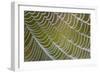 Spider's Web with Dewdrops-null-Framed Photographic Print