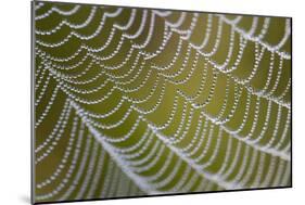 Spider's Web with Dewdrops-null-Mounted Photographic Print