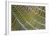 Spider's Web with Dewdrops-null-Framed Photographic Print