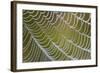 Spider's Web with Dewdrops-null-Framed Photographic Print