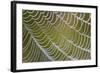 Spider's Web with Dewdrops-null-Framed Photographic Print