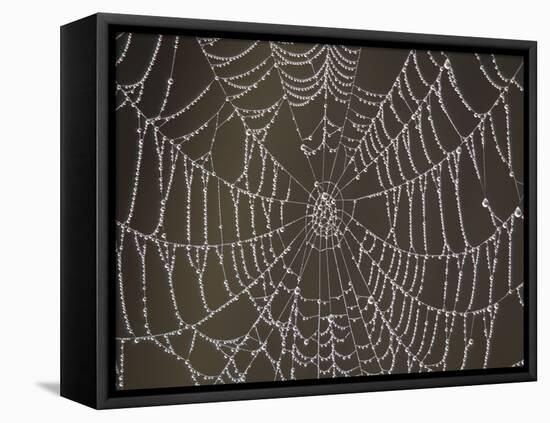 Spider's Web with Morning Dew-null-Framed Stretched Canvas