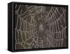 Spider's Web with Morning Dew-null-Framed Stretched Canvas