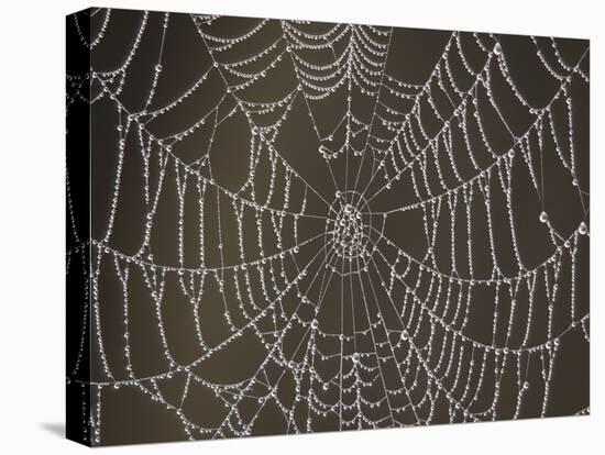 Spider's Web with Morning Dew-null-Stretched Canvas