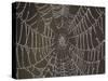 Spider's Web with Morning Dew-null-Stretched Canvas