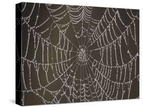 Spider's Web with Morning Dew-null-Stretched Canvas