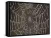 Spider's Web with Morning Dew-null-Framed Stretched Canvas