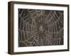 Spider's Web with Morning Dew-null-Framed Photographic Print