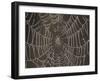 Spider's Web with Morning Dew-null-Framed Photographic Print