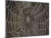Spider's Web with Morning Dew-null-Mounted Photographic Print
