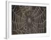 Spider's Web with Morning Dew-null-Framed Photographic Print