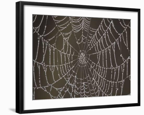 Spider's Web with Morning Dew-null-Framed Photographic Print