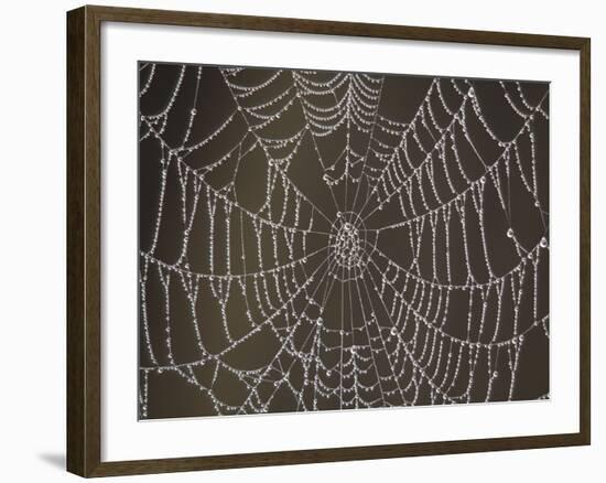 Spider's Web with Morning Dew-null-Framed Photographic Print