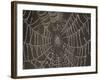 Spider's Web with Morning Dew-null-Framed Photographic Print