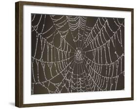 Spider's Web with Morning Dew-null-Framed Photographic Print