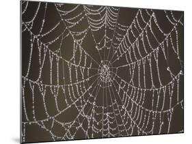 Spider's Web with Morning Dew-null-Mounted Photographic Print