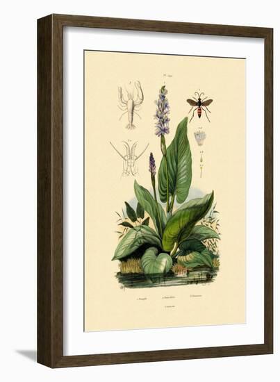 Spider Wasp, 1833-39-null-Framed Giclee Print