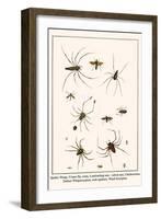 Spider Wasp, Crane Fly, Ants, Leafcutting Ant, Velvet Ant, Chelicerates, Tailess Whipscorpion, etc.-Albertus Seba-Framed Art Print