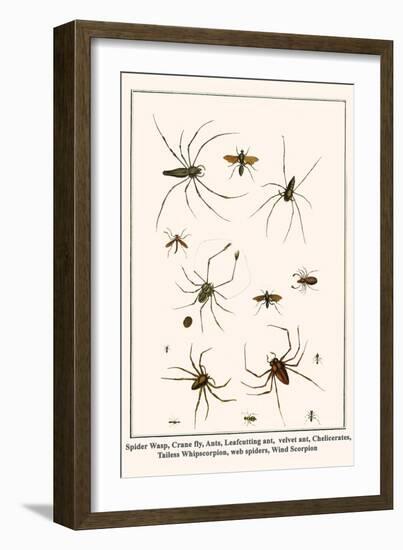 Spider Wasp, Crane Fly, Ants, Leafcutting Ant, Velvet Ant, Chelicerates, Tailess Whipscorpion, etc.-Albertus Seba-Framed Art Print