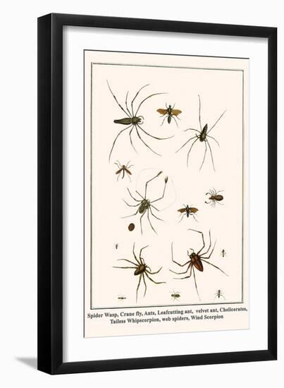 Spider Wasp, Crane Fly, Ants, Leafcutting Ant, Velvet Ant, Chelicerates, Tailess Whipscorpion, etc.-Albertus Seba-Framed Art Print