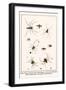 Spider Wasp, Crane Fly, Ants, Leafcutting Ant, Velvet Ant, Chelicerates, Tailess Whipscorpion, etc.-Albertus Seba-Framed Art Print