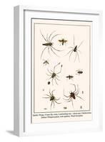 Spider Wasp, Crane Fly, Ants, Leafcutting Ant, Velvet Ant, Chelicerates, Tailess Whipscorpion, etc.-Albertus Seba-Framed Art Print