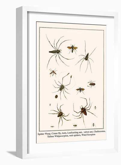 Spider Wasp, Crane Fly, Ants, Leafcutting Ant, Velvet Ant, Chelicerates, Tailess Whipscorpion, etc.-Albertus Seba-Framed Art Print