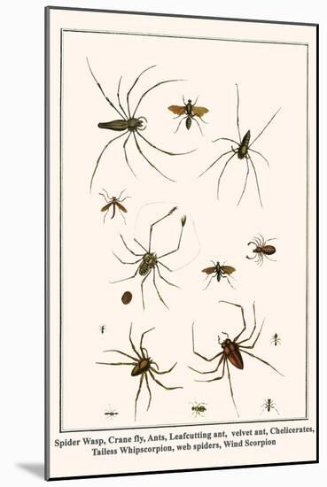 Spider Wasp, Crane Fly, Ants, Leafcutting Ant, Velvet Ant, Chelicerates, Tailess Whipscorpion, etc.-Albertus Seba-Mounted Art Print