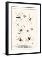 Spider Wasp, Crane Fly, Ants, Leafcutting Ant, Velvet Ant, Chelicerates, Tailess Whipscorpion, etc.-Albertus Seba-Framed Art Print