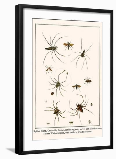 Spider Wasp, Crane Fly, Ants, Leafcutting Ant, Velvet Ant, Chelicerates, Tailess Whipscorpion, etc.-Albertus Seba-Framed Art Print