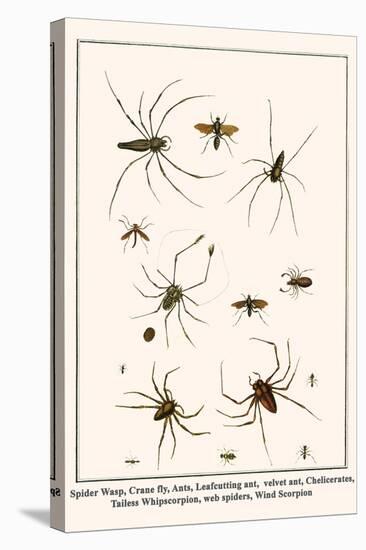Spider Wasp, Crane Fly, Ants, Leafcutting Ant, Velvet Ant, Chelicerates, Tailess Whipscorpion, etc.-Albertus Seba-Stretched Canvas