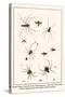 Spider Wasp, Crane Fly, Ants, Leafcutting Ant, Velvet Ant, Chelicerates, Tailess Whipscorpion, etc.-Albertus Seba-Stretched Canvas