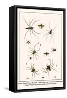 Spider Wasp, Crane Fly, Ants, Leafcutting Ant, Velvet Ant, Chelicerates, Tailess Whipscorpion, etc.-Albertus Seba-Framed Stretched Canvas