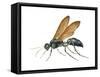 Spider Wasp (Pompilidae), Insects-Encyclopaedia Britannica-Framed Stretched Canvas