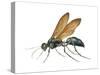 Spider Wasp (Pompilidae), Insects-Encyclopaedia Britannica-Stretched Canvas