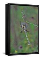Spider Weaving Web-Gary Carter-Framed Stretched Canvas