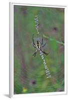 Spider Weaving Web-Gary Carter-Framed Premium Photographic Print