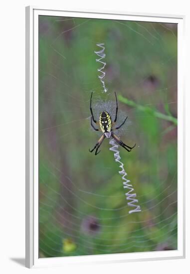 Spider Weaving Web-Gary Carter-Framed Premium Photographic Print