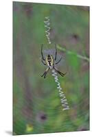 Spider Weaving Web-Gary Carter-Mounted Premium Photographic Print